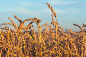 Wheat